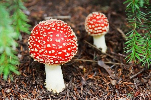 Mycologie